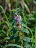 Mentha arvensis