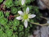 Saxifraga moschata