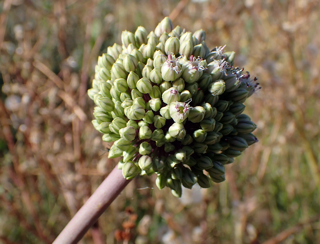 Image of Allium commutatum specimen.