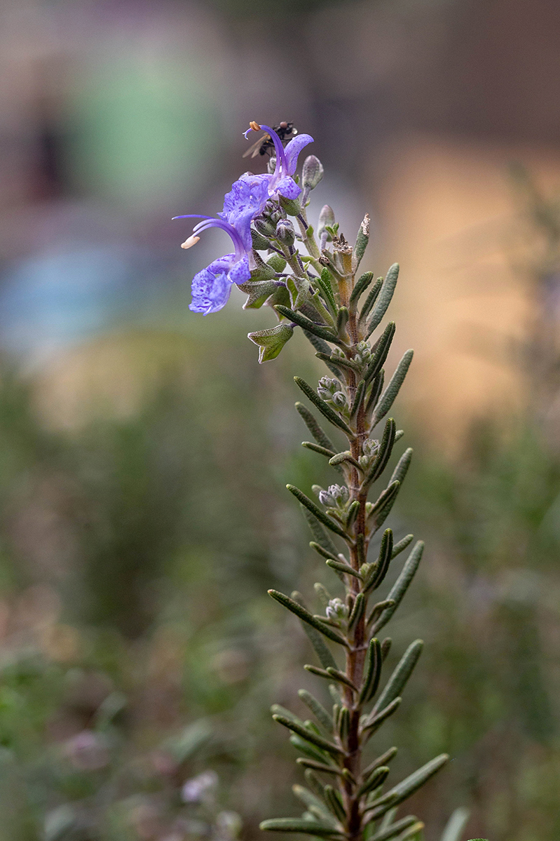 Image of Rosmarinus officinalis specimen.