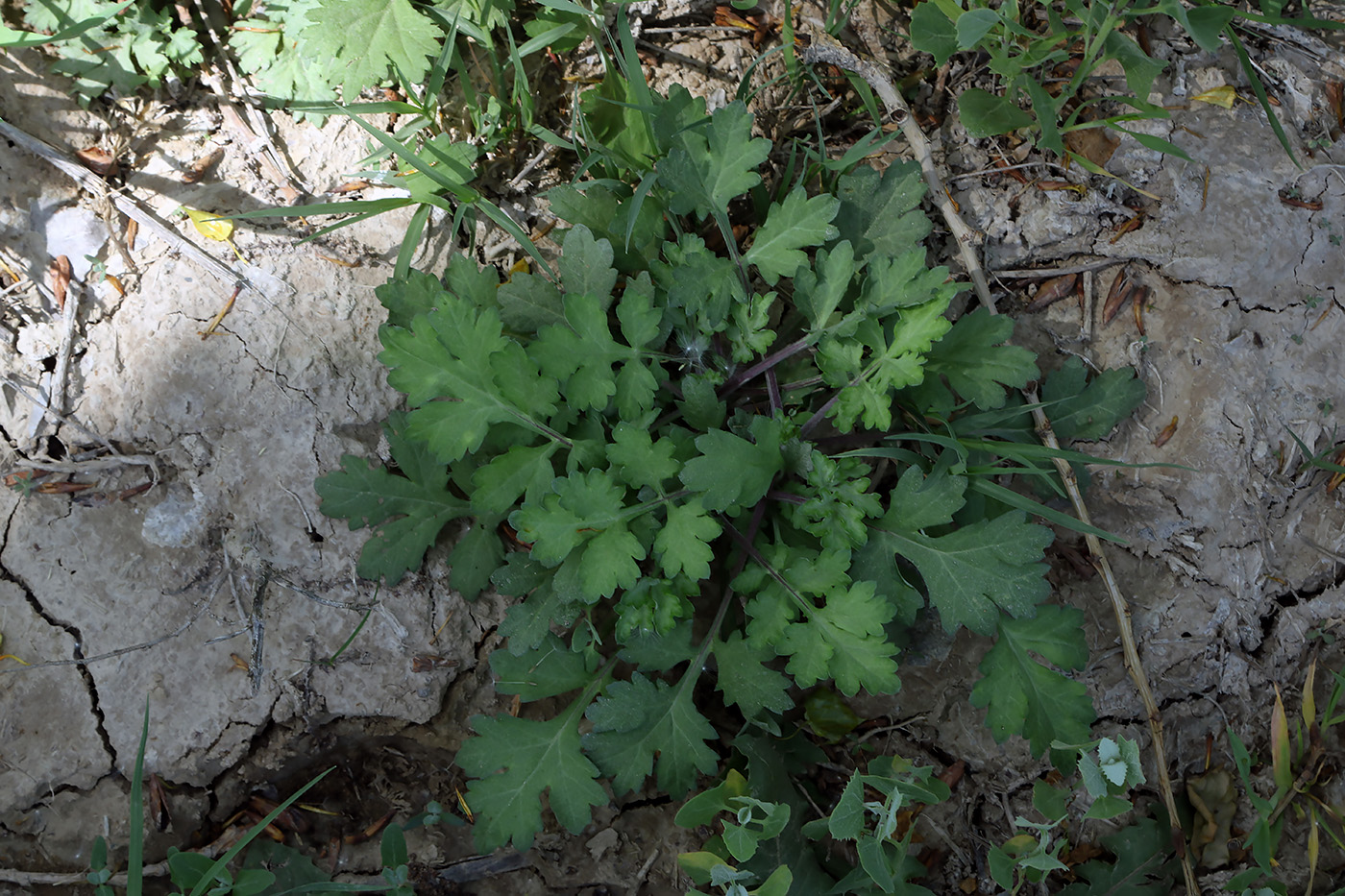 Изображение особи Artemisia vulgaris.