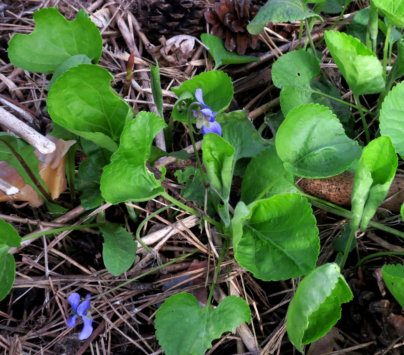 Image of Viola odorata specimen.