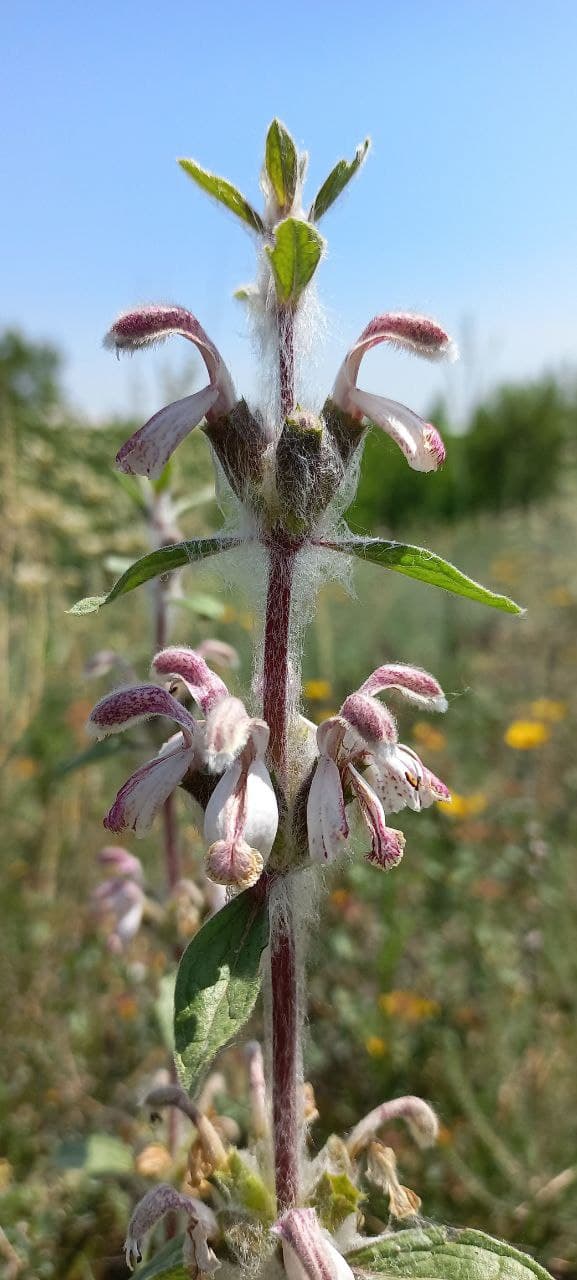 Image of Phlomoides kirghisorum specimen.