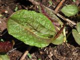 Rumex alpinus