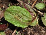 Rumex alpinus. Растение в начале вегетации. Северная Осетия, Ирафский р-н, хр. Танадор, южное подножие горы Кубус, около 1800 м н.у.м. 03.05.2022.