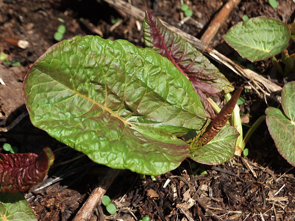 Image of Rumex alpinus specimen.