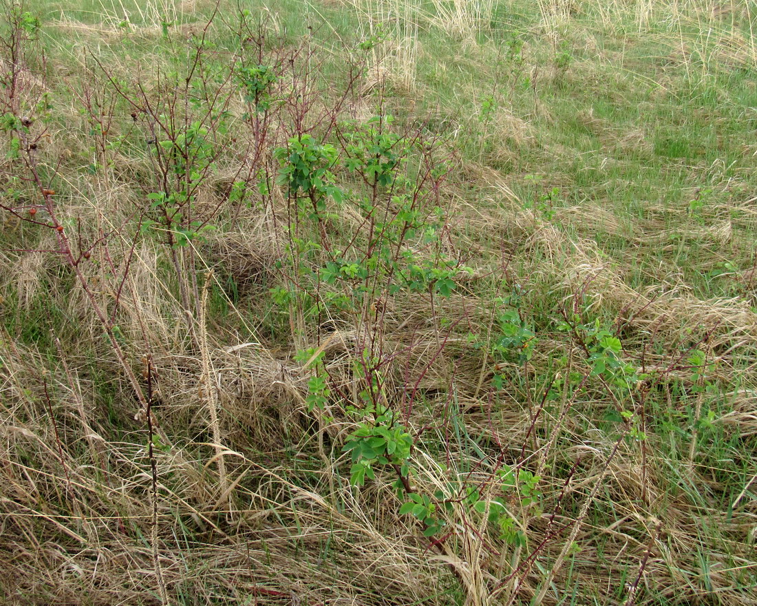 Image of Rosa laxa specimen.