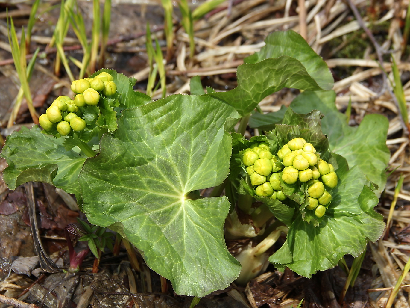 Изображение особи Caltha fistulosa.