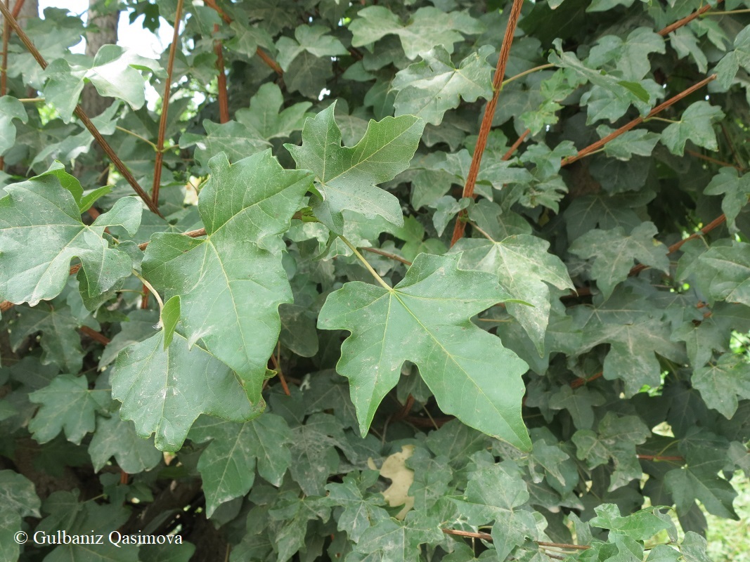 Image of Acer campestre specimen.