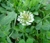 Trifolium repens