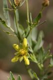 Potentilla orientalis