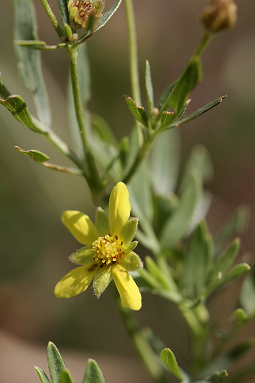 Изображение особи Potentilla orientalis.