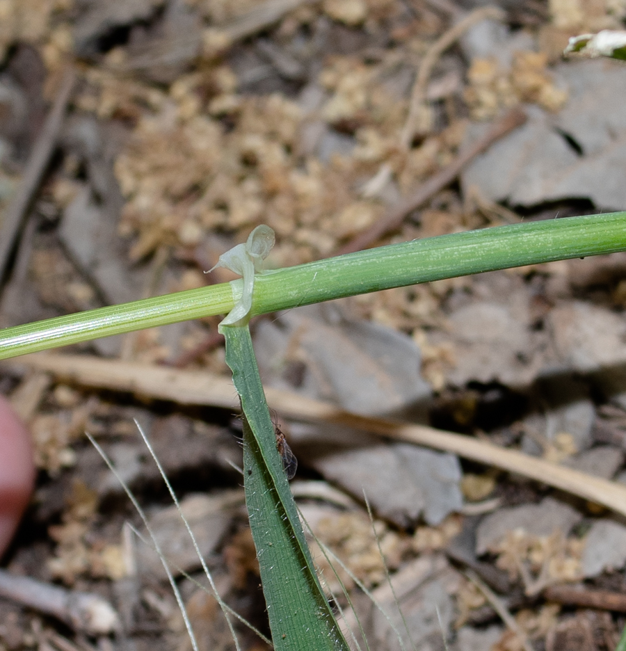 Изображение особи Hordeum spontaneum.