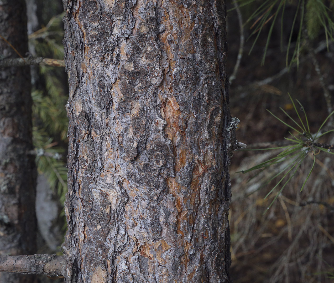 Изображение особи Pinus sibirica.