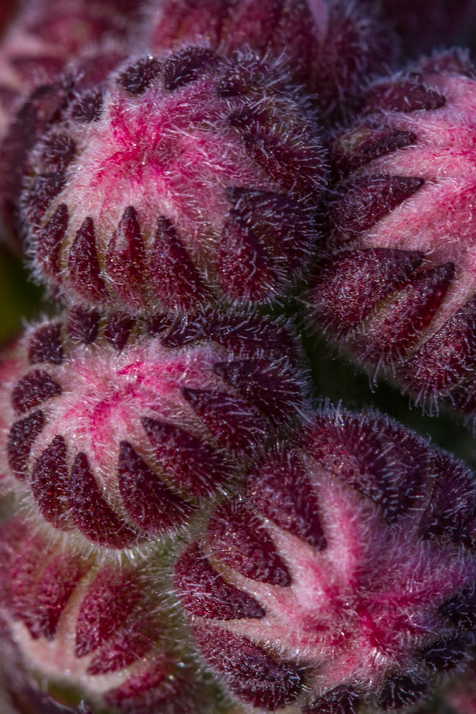 Image of Sempervivum caucasicum specimen.