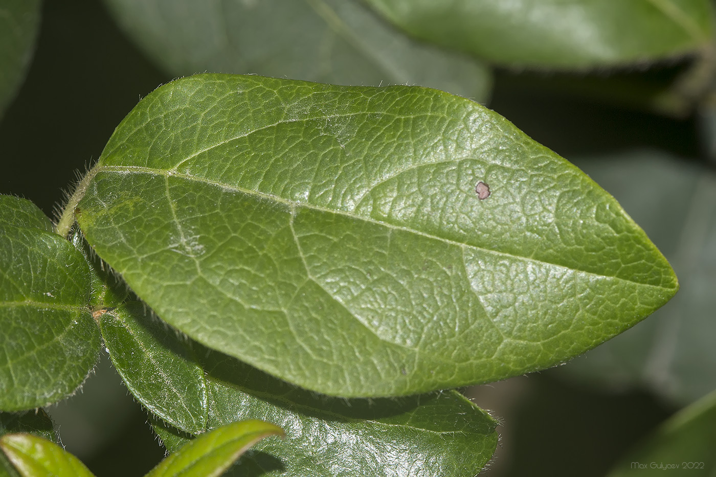 Изображение особи Viburnum tinus.