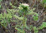 genus Artemisia