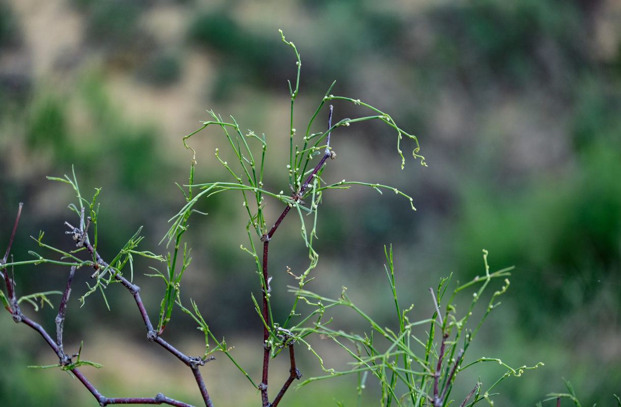 Image of Calligonum aphyllum specimen.