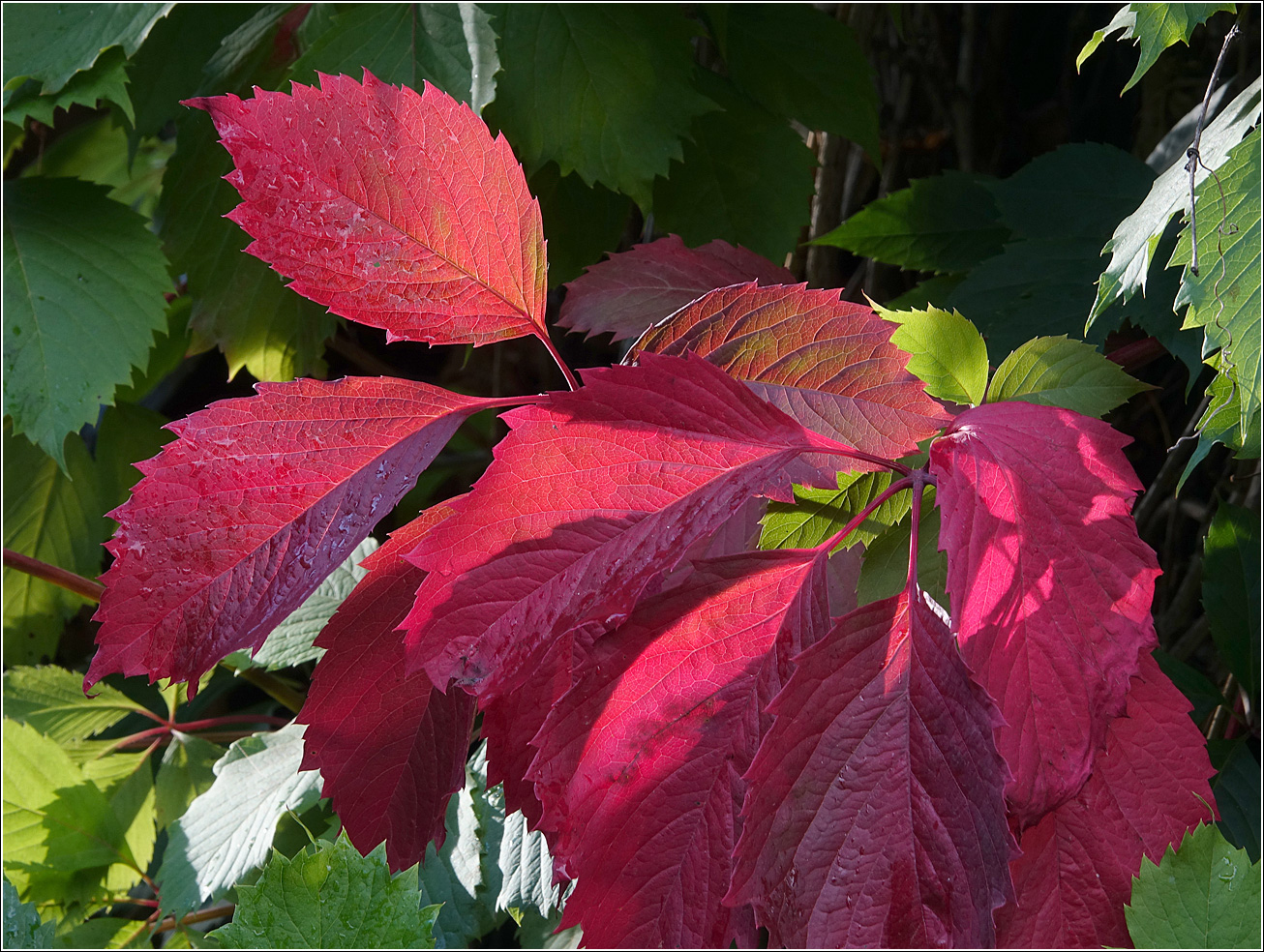 Изображение особи Parthenocissus quinquefolia.