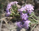 Dianthus pseudarmeria. Соцветие. Крым, Тарханкутский п-ов, ур. Джангуль. 25.07.2010.