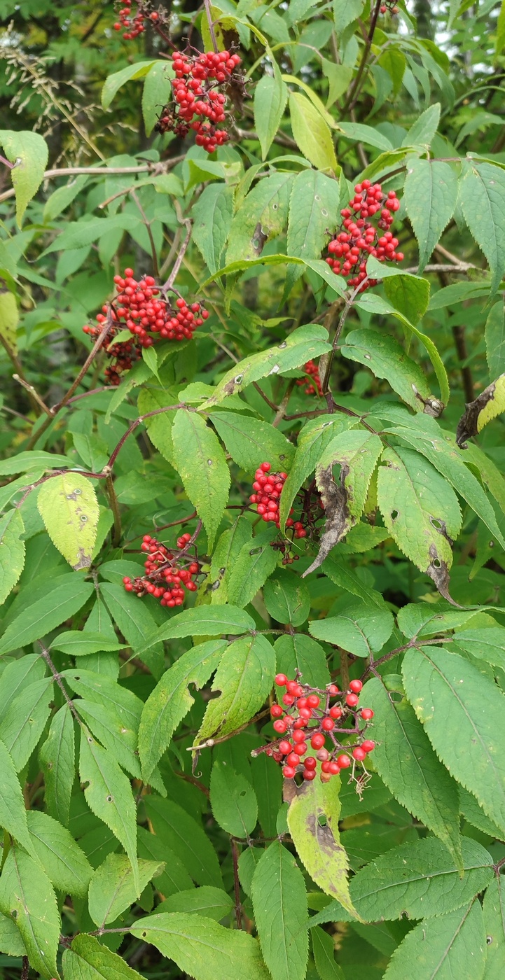 Image of Sambucus sibirica specimen.