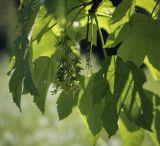 Acer pseudoplatanus