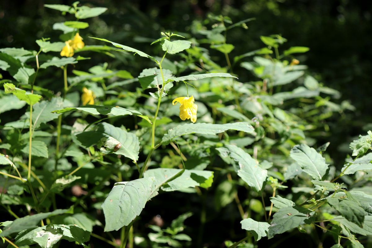 Image of Impatiens noli-tangere specimen.