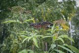 Sambucus ebulus. Верхушка плодоносящего растения. Москва, ГБС, экспозиция растений природной флоры России. 15.09.2022.