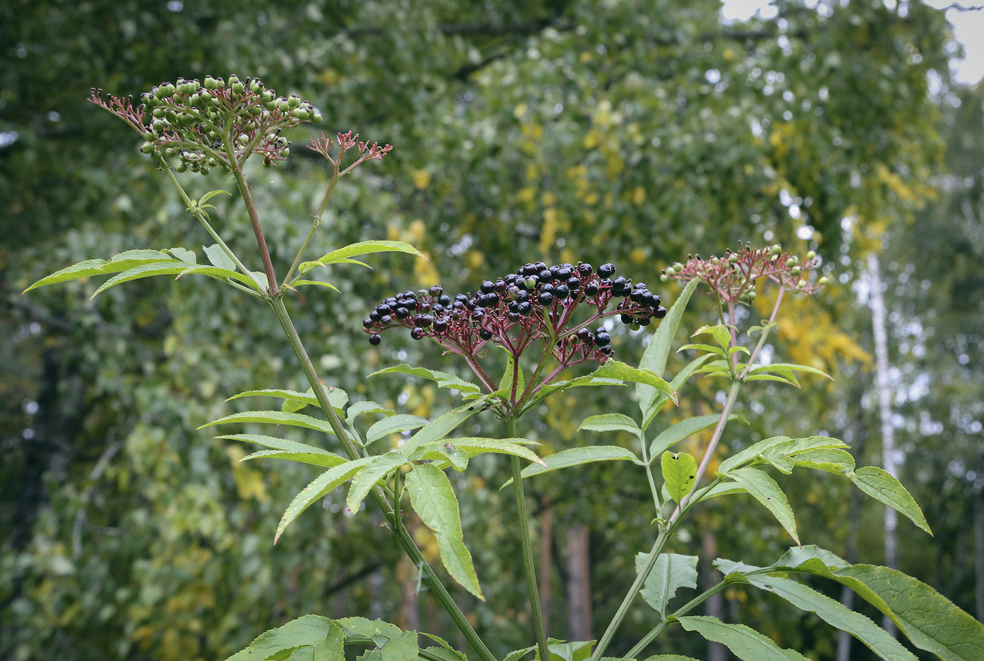 Изображение особи Sambucus ebulus.