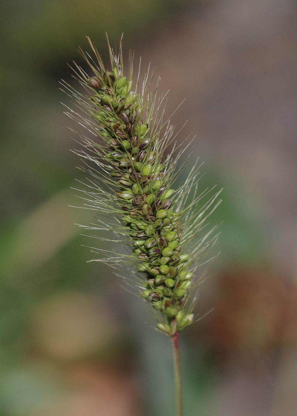 Изображение особи Setaria viridis.