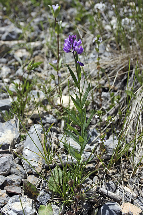 Image of Polygala comosa specimen.