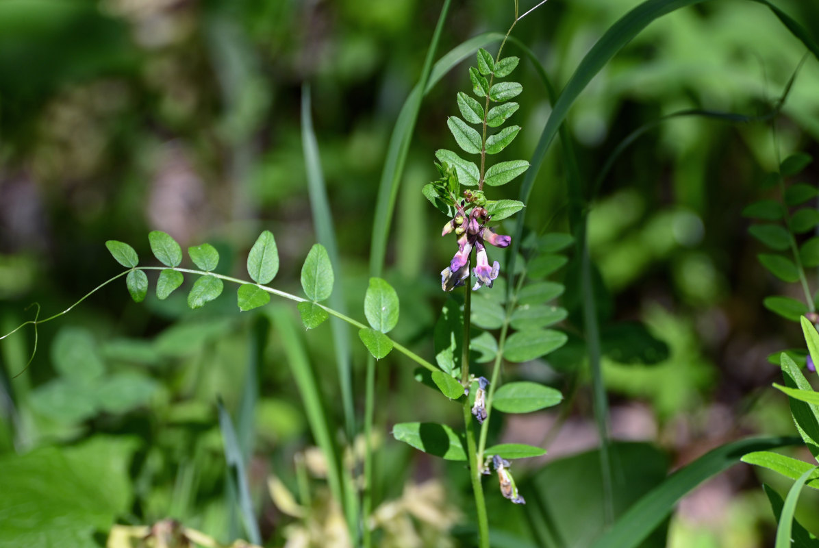 Image of Vicia sepium specimen.