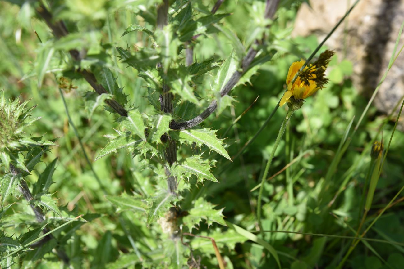 Изображение особи Carlina biebersteinii.