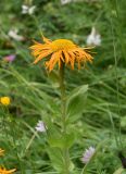 Inula orientalis. Верхушка цветущего растения. Республика Ингушетия, Джейрахский р-н, окр. альплагеря \"Кязи\", выс. 2020 м н.у.м, долина ручья. 23 июля 2022 г.