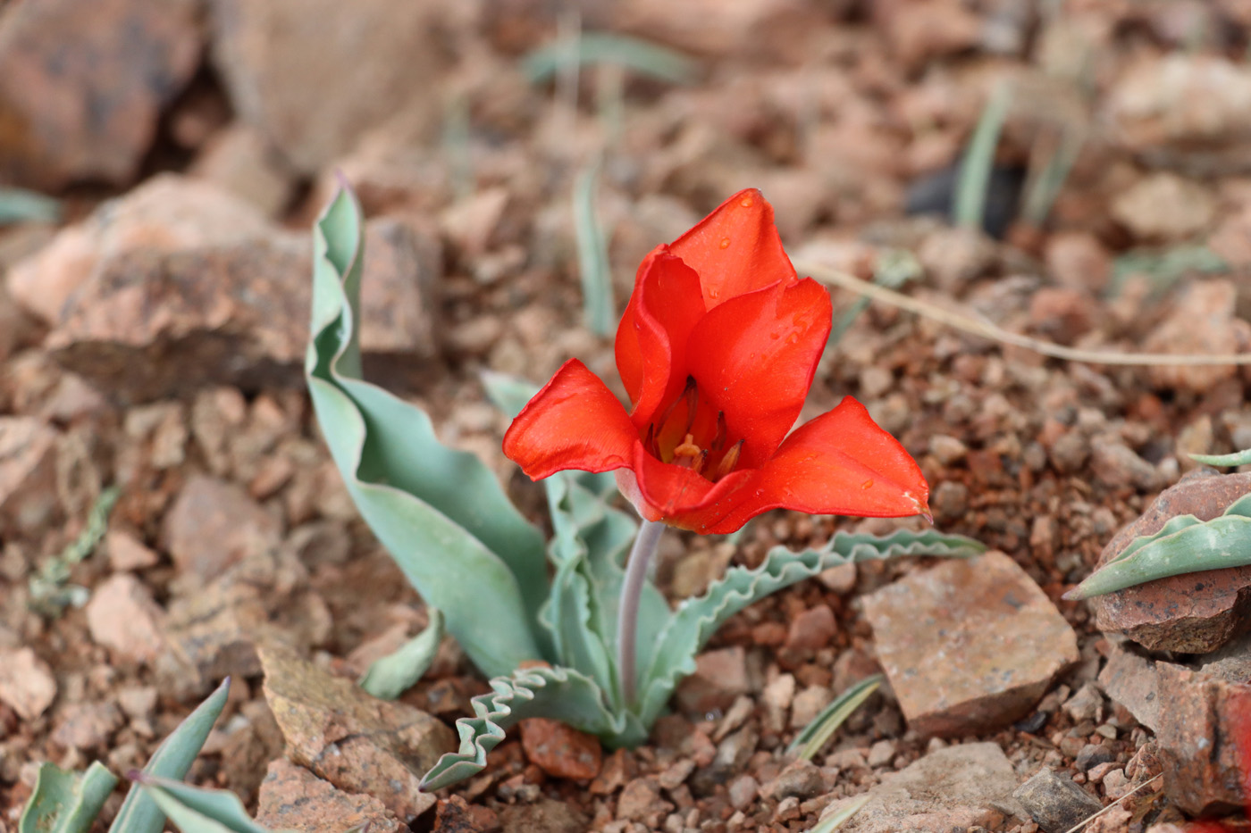 Изображение особи Tulipa butkovii.