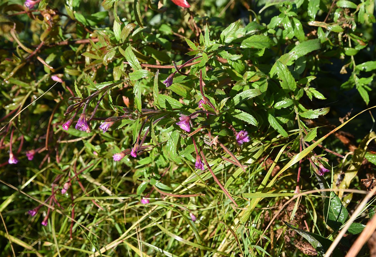 Image of Epilobium hirsutum specimen.