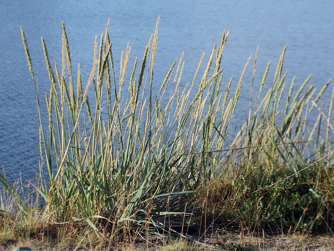 Image of Leymus arenarius specimen.