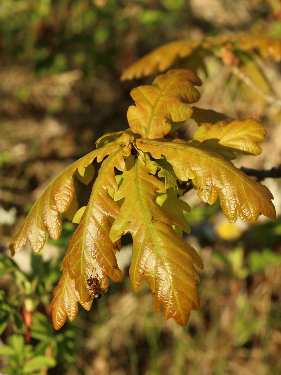 Image of Quercus robur specimen.