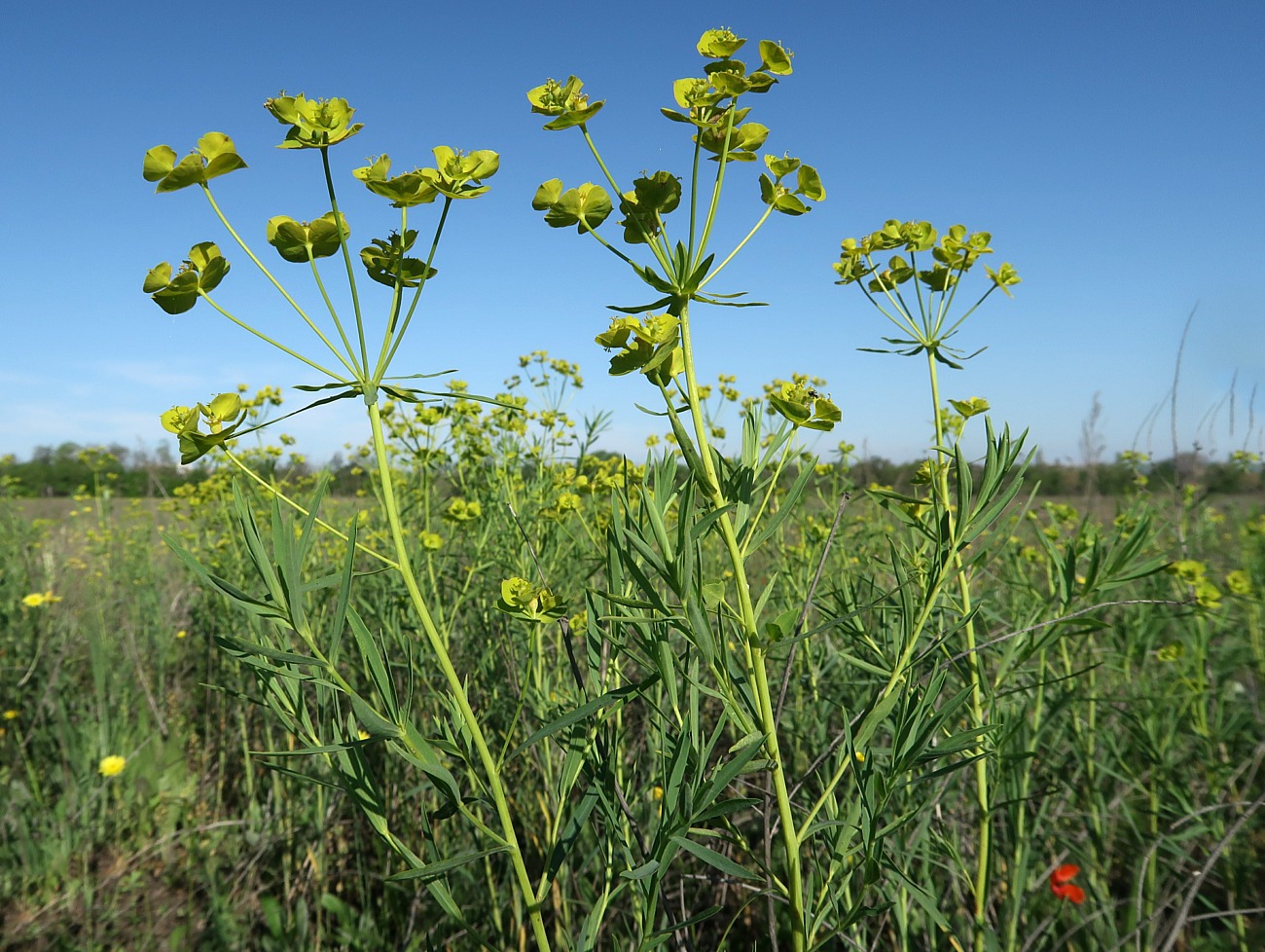 Image of Euphorbia virgata specimen.