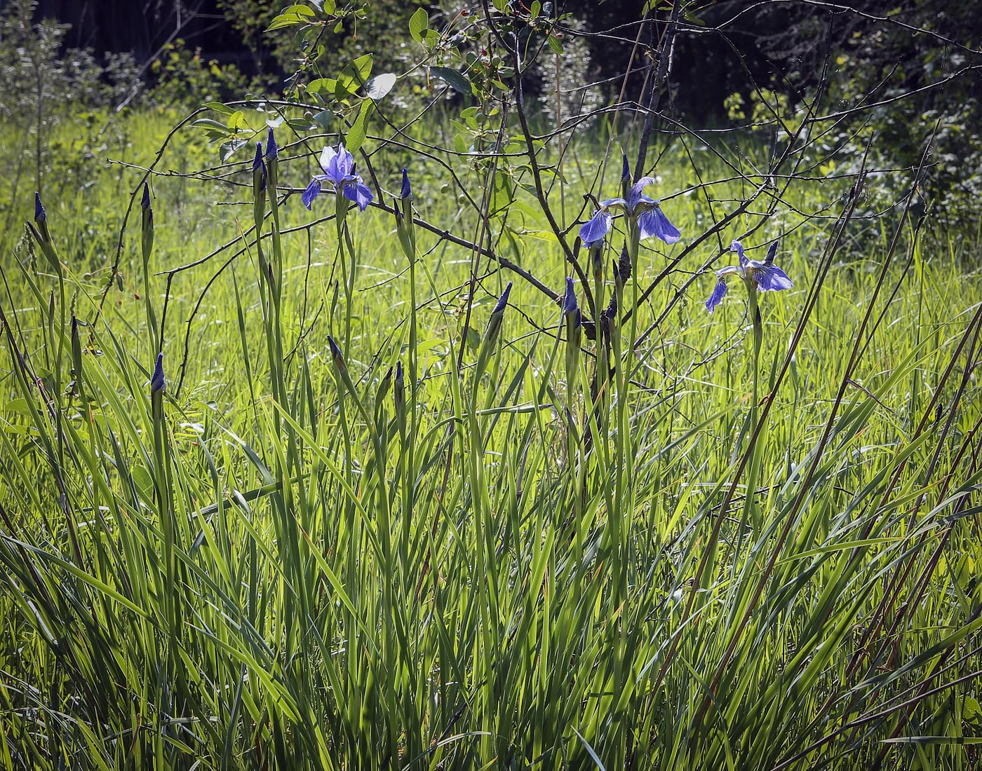 Image of Iris sanguinea specimen.