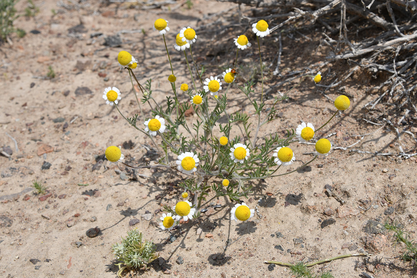 Изображение особи Anthemis ruthenica.