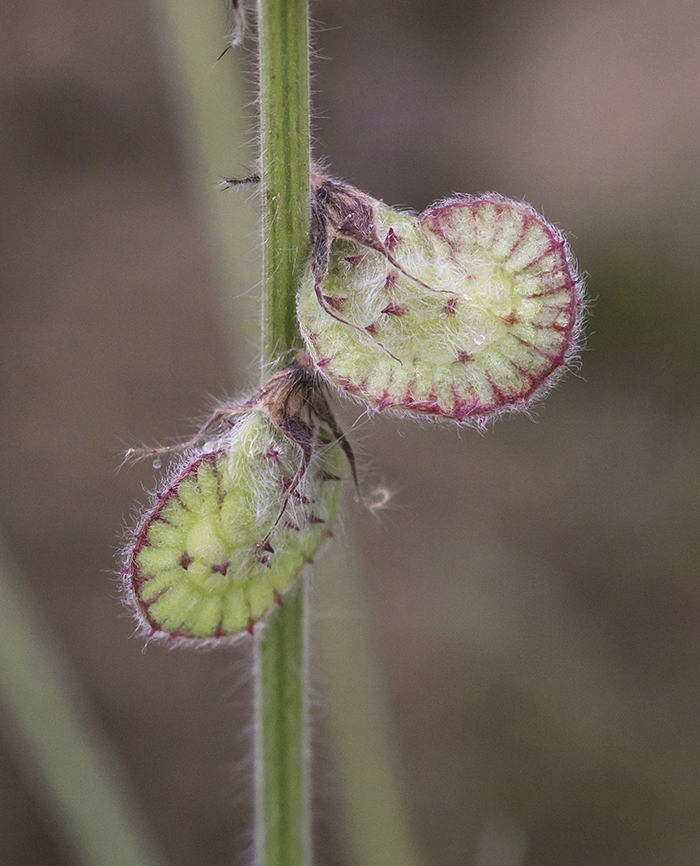 Image of Onobrychis vassilczenkoi specimen.