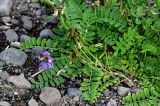 Astragalus subpolaris