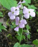 genus Hesperis