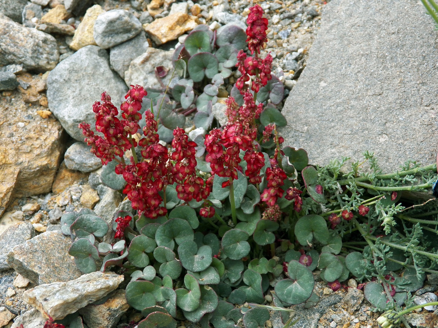 Image of Oxyria digyna specimen.