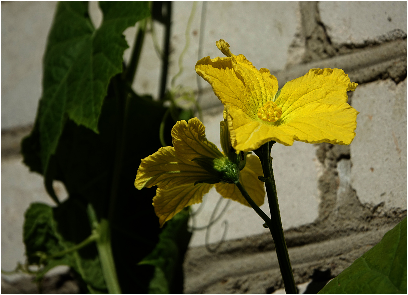 Изображение особи Luffa aegyptiaca.