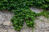 Parthenocissus tricuspidata. Побеги на стене дома. Грузия, Имеретия, г. Кутаиси, в культуре. 14.06.2023.