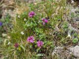 Thymus nummularius. Соцветия с кормящимся шмелём и листья. Карачаево-Черкесия, Урупский р-н, хр. Загедан, склон горы Загедан Скала, ≈ 2500 м н.у.м., альпийский луг, скалы. 10.08.2023.