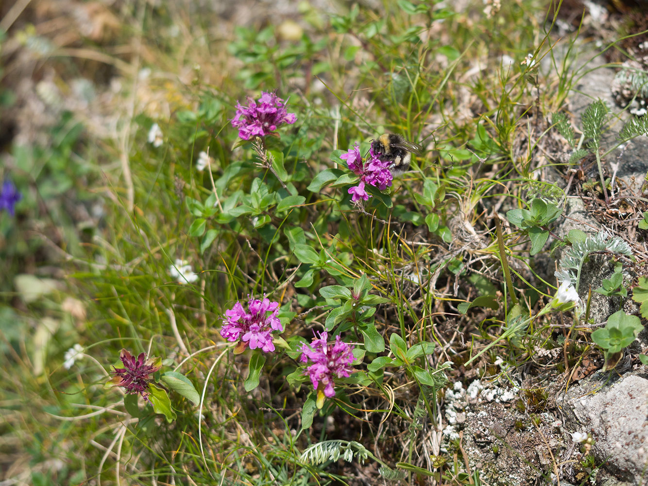 Изображение особи Thymus nummularius.