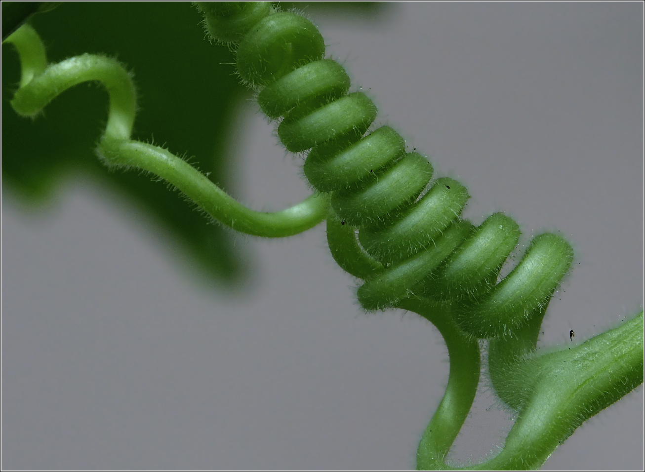 Image of Luffa aegyptiaca specimen.
